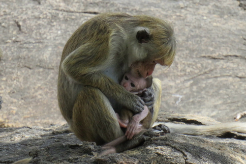 Toque Macaque