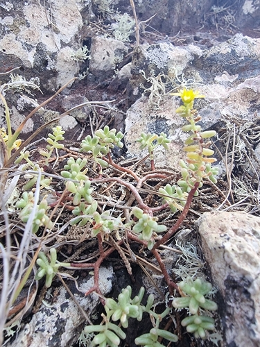 Sedum nudum, photograph 5