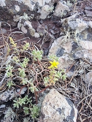 Sedum nudum, photograph (c) Vítor Jorge, some rights reserved (CC BY)