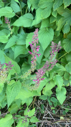 hedge woundwort