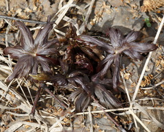 Aconitum fischeri