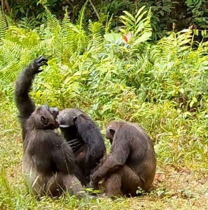 Central Chimpanzee