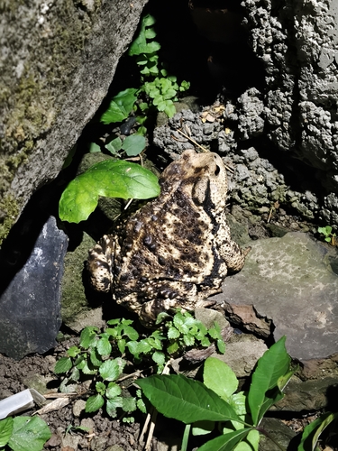 Asiatic Toad