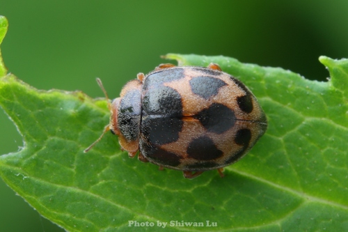 Afidentula, 2026-07-25