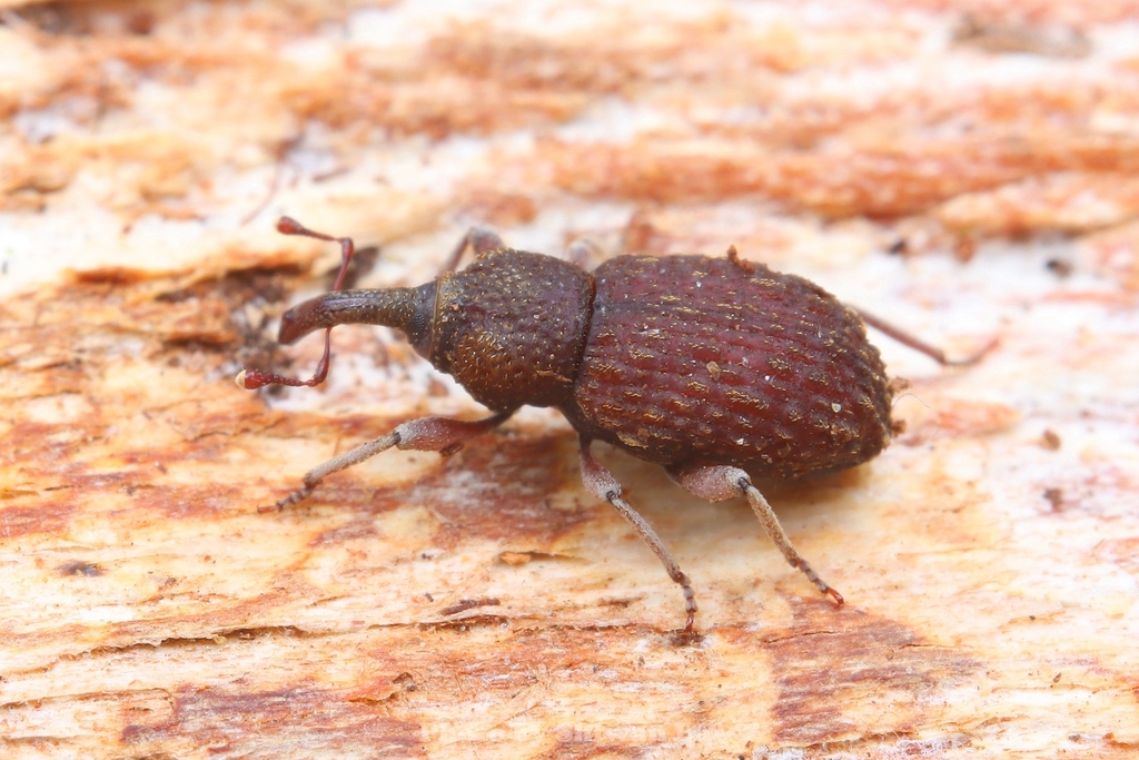 Tasactes