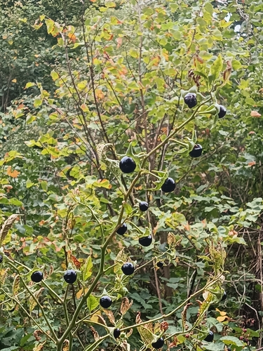Deadly Nightshade