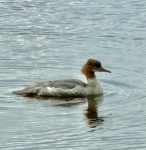 Common Merganser