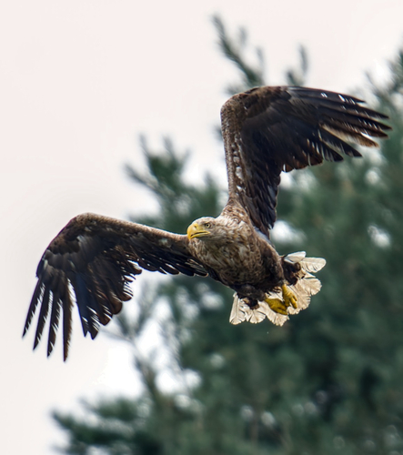 White-tailed Eagle