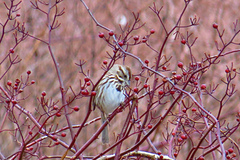 Melospiza melodia image