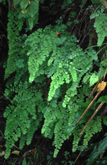 Adiantum amplum