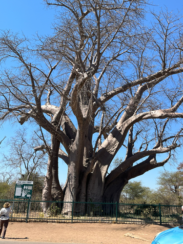 African baobab