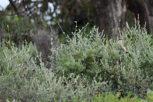 Singing Honeyeater