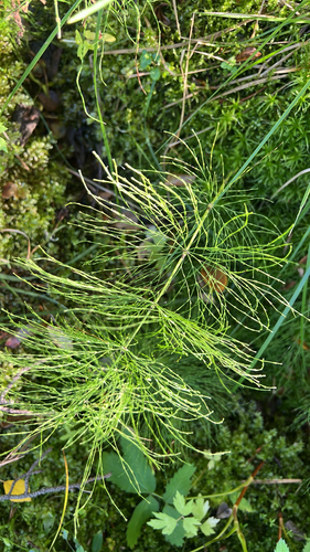 wood horsetail