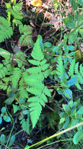 northern oak fern