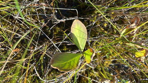 Bogbean
