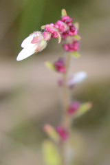 (c) Fyodor Pudovikov, some rights reserved (CC BY) Saxifraga cernua, photograph (c) Fyodor Pudovikov, some rights reserved (CC BY)