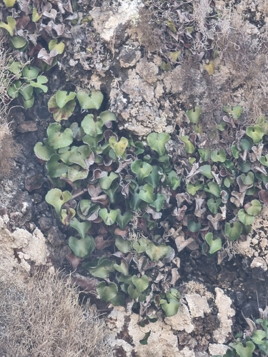 Adiantum reniforme