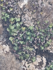 Adiantum reniforme, photograph (c) Vítor Jorge, some rights reserved (CC BY)
