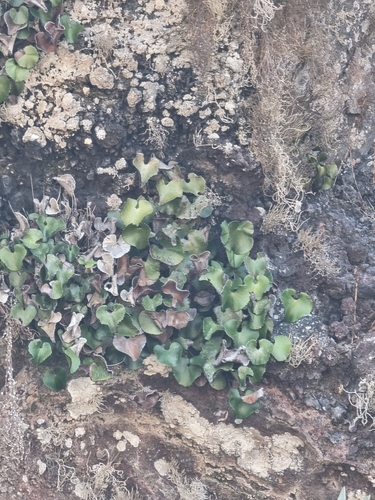 Adiantum reniforme, photograph 2