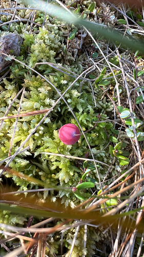 bog cranberry