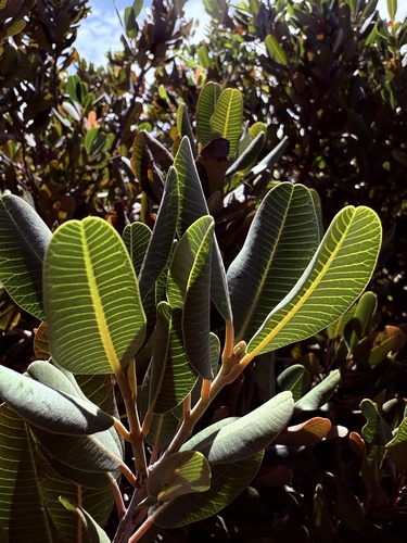 Heeria argentea, photograph 5