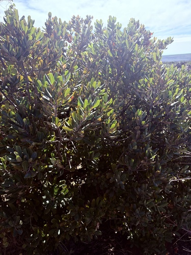Heeria argentea, photograph 6