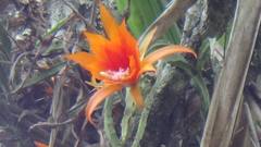 Disocactus aurantiacus
