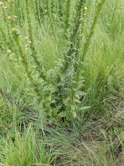 Berkheya echinacea