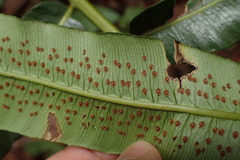 Sphaeropteris moluccana