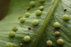 Sphaeropteris moluccana