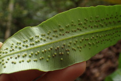 Sphaeropteris moluccana