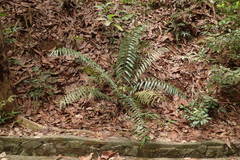 Sphaeropteris moluccana