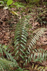 Sphaeropteris moluccana