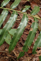 Sphaeropteris moluccana