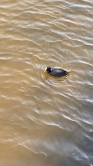Fulica atra