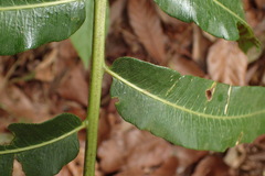 Sphaeropteris moluccana