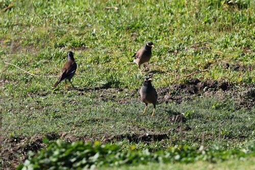 Common Myna