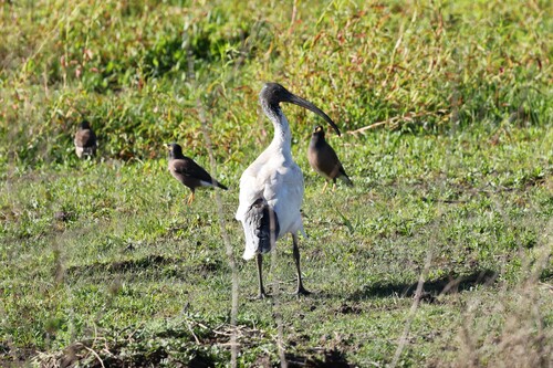 Australian Ibis