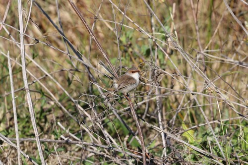Superb Fairywren