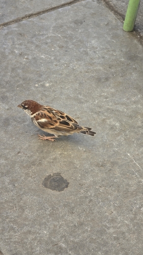 Italian Sparrow