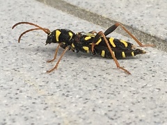 Clytus tropicus