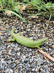 Lacerta bilineata