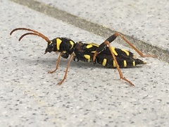 Clytus tropicus