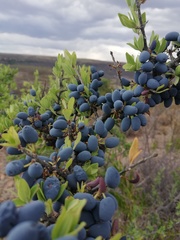 Forestiera angustifolia