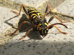 Clytus tropicus