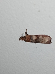 Calguia defiguralis