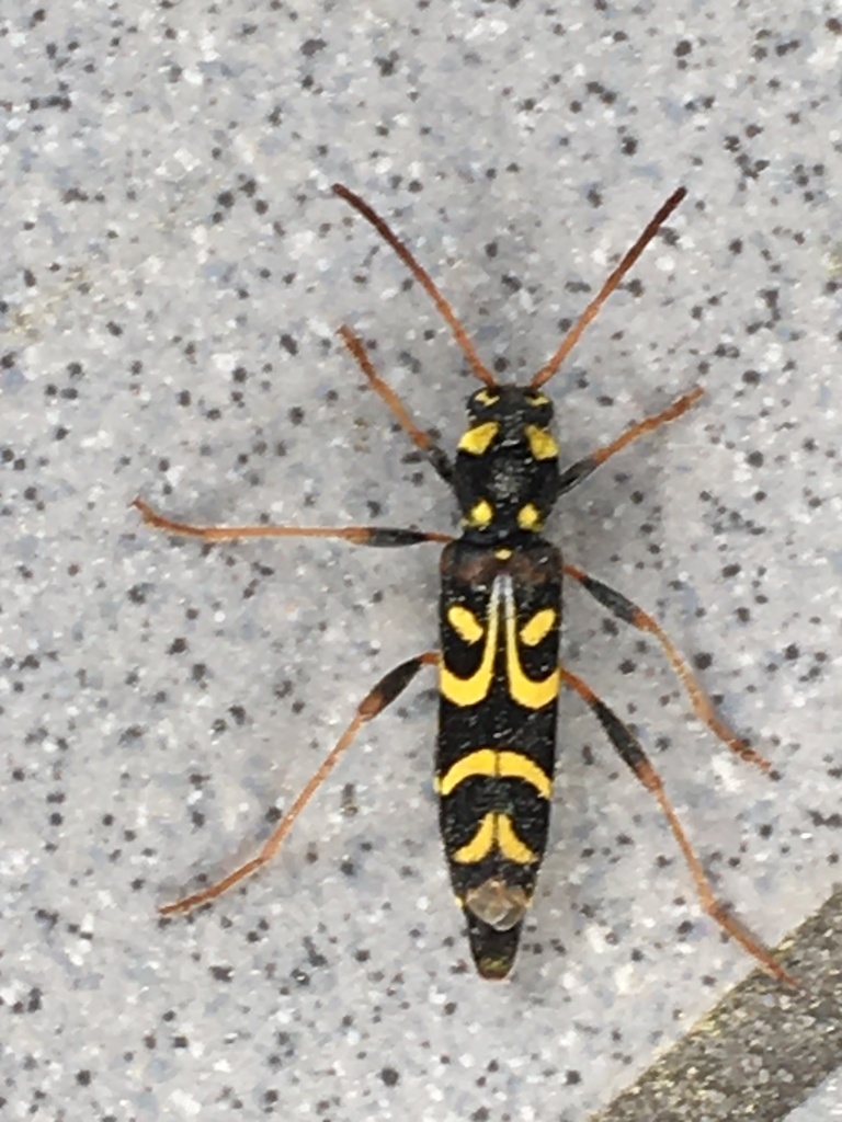 Clytus tropicus