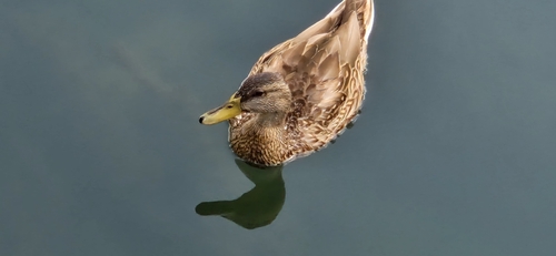 Mallard