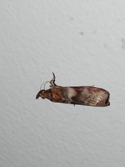 Calguia defiguralis