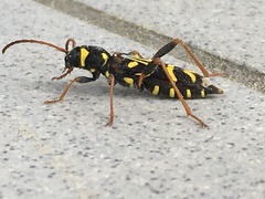 Clytus tropicus